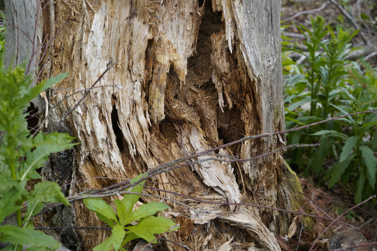 Fungus Growing on Trees: A Guide to Types of Tree Fungus