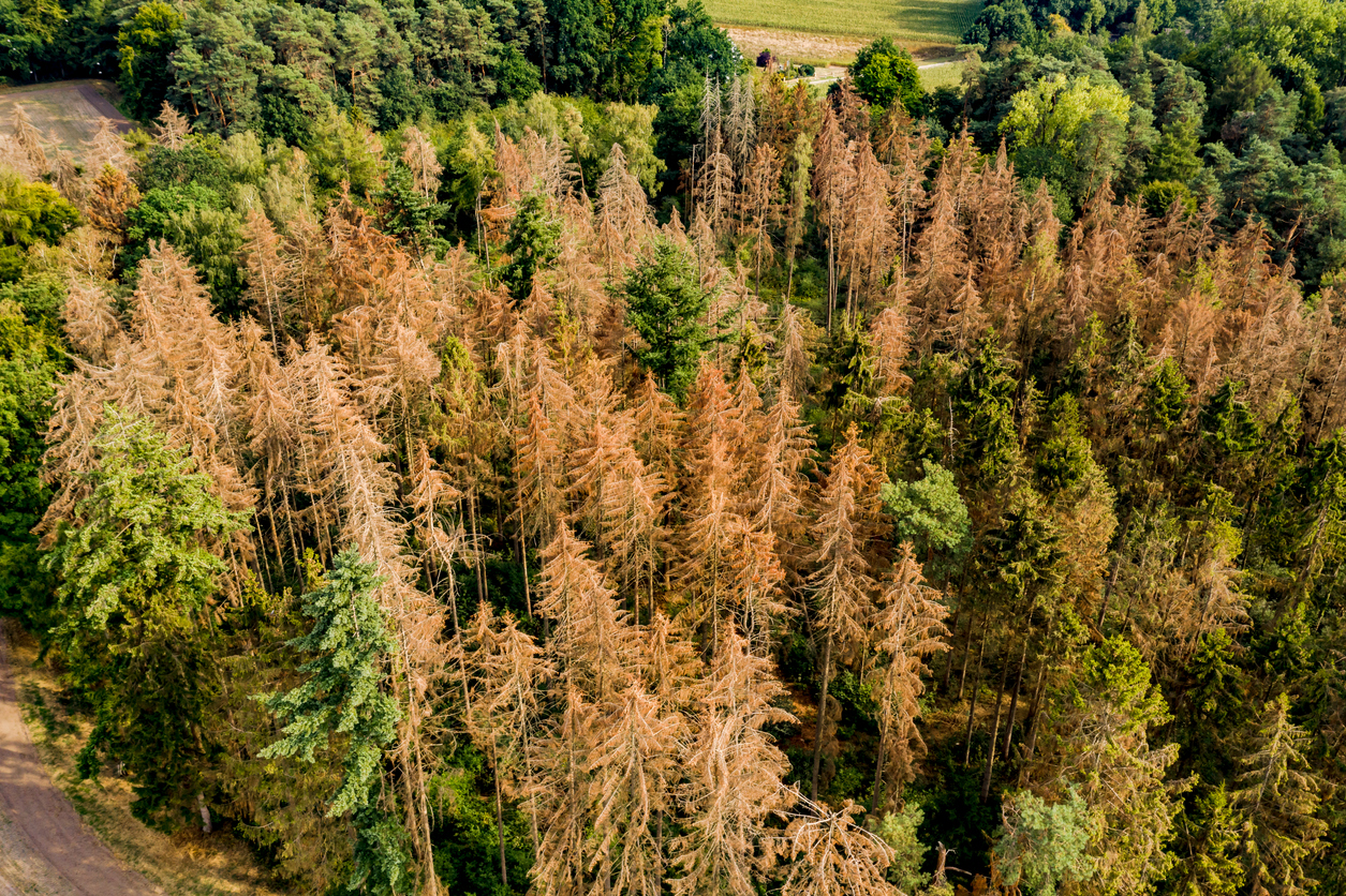How to Tell If Your Pine Tree is Dying?